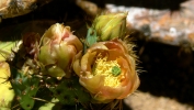PICTURES/Granite Mountain Trail/t_Cactus Flower3.JPG